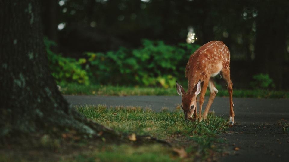 (Deer + Car) – Safety = $$$