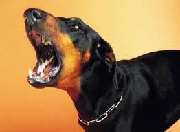 Vicious Dog Bill Sent To Ohio Governor Kasich For Signature Vicious Dog Bill Sent To Ohio Governor Kasich For Signature