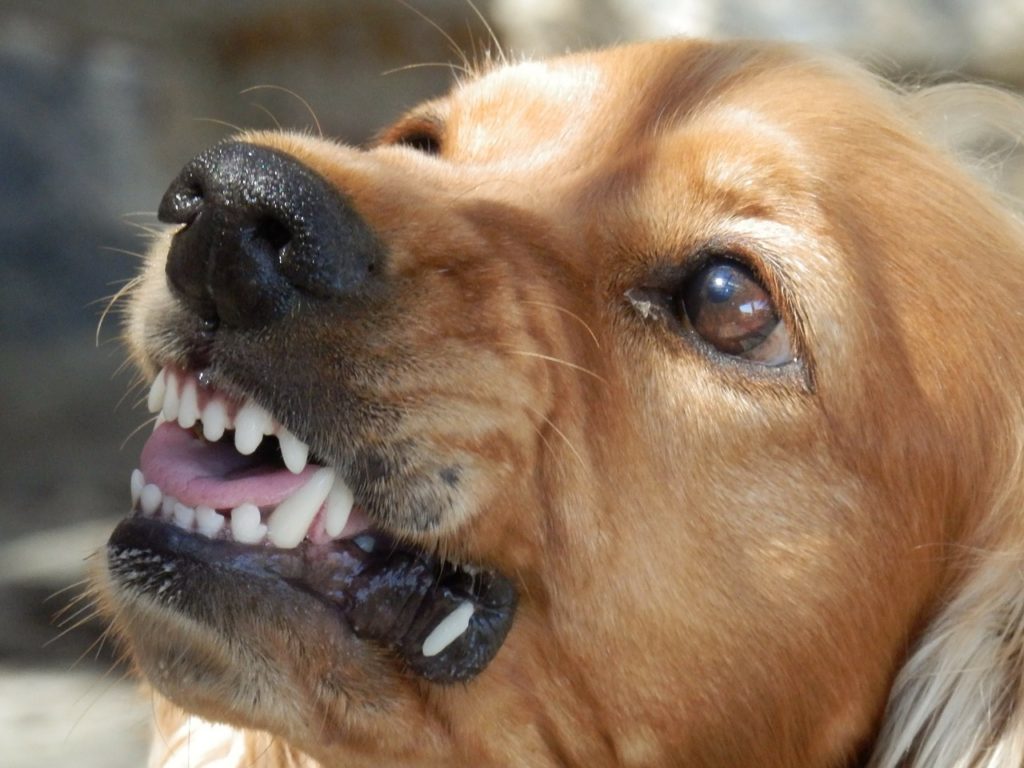 notifying the police following a dog bite in ohio