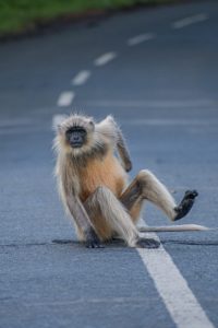 monkey sitting on the highway